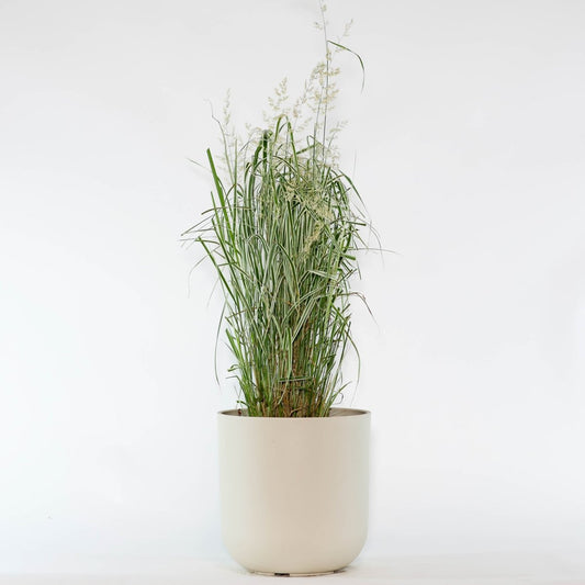 Overdam Feather Reed Grass - LandscapeDirect