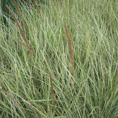 Overdam Feather Reed Grass - LandscapeDirect