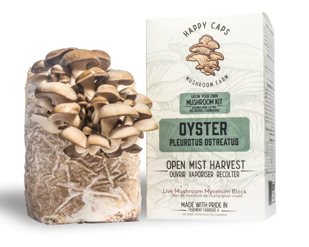 Oyster Mushroom Kit - LandscapeDirect