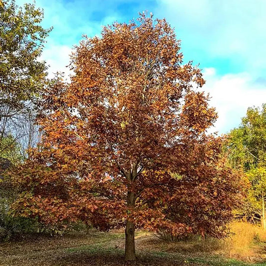 Pacific Brilliance Pin Oak - LandscapeDirect