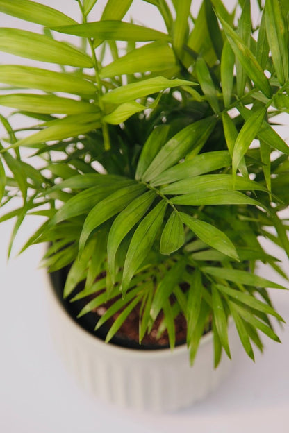 Palm Parlour 5" - LandscapeDirect