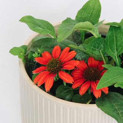 Panama Red Coneflower - LandscapeDirect