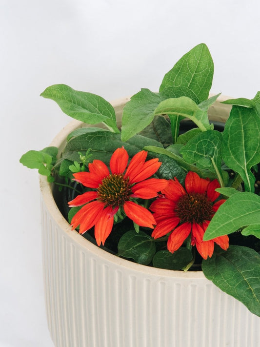 Panama Red Coneflower - LandscapeDirect