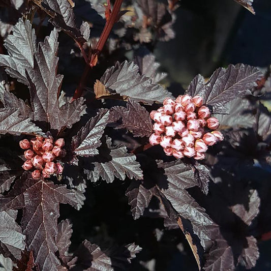 Panther Ninebark - LandscapeDirect