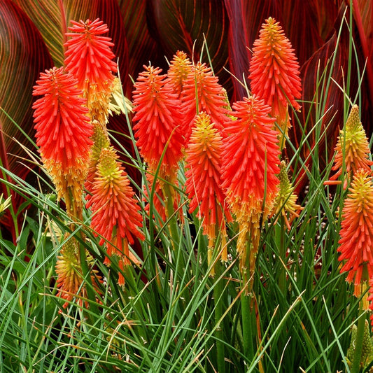 Papaya Popsicle Dwarf Poker - LandscapeDirect