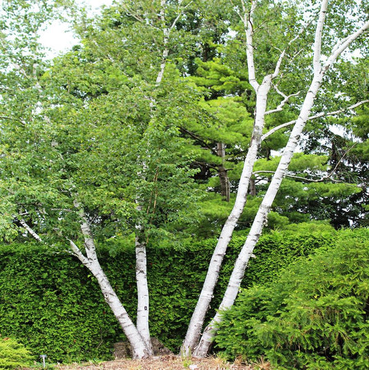 Paper Birch - Clump - LandscapeDirect
