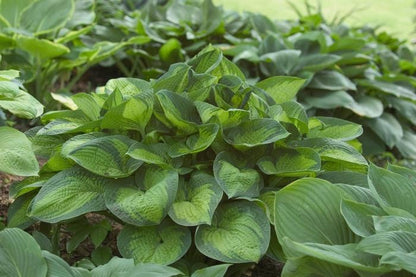 Paradigm Hosta - LandscapeDirect