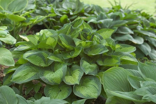 Paradigm Hosta - LandscapeDirect