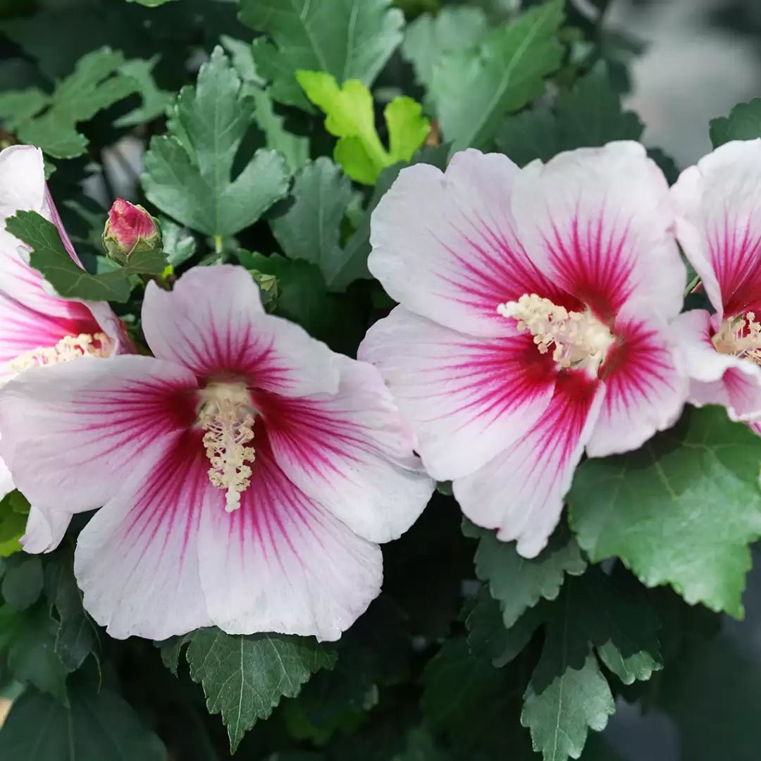Paraplu Pink Ink Rose of Sharon - LandscapeDirect