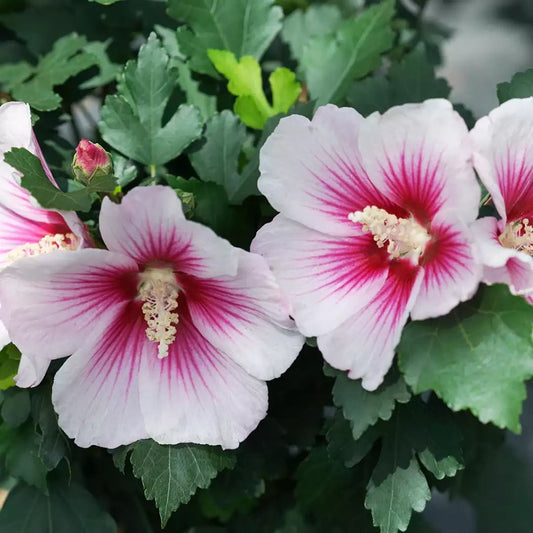 Paraplu Pink Ink Rose of Sharon - LandscapeDirect