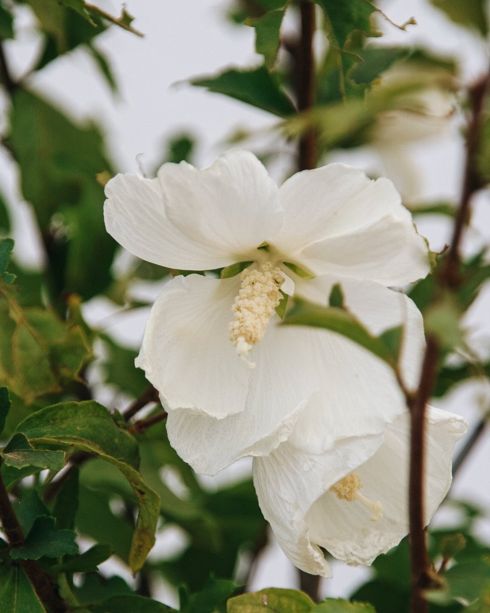 Paraplu Pure White Hibiscus - LandscapeDirect