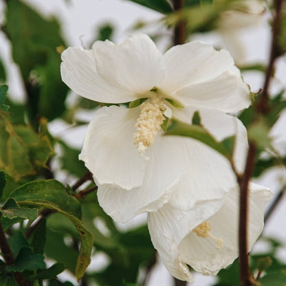 Paraplu Pure White Hibiscus - LandscapeDirect