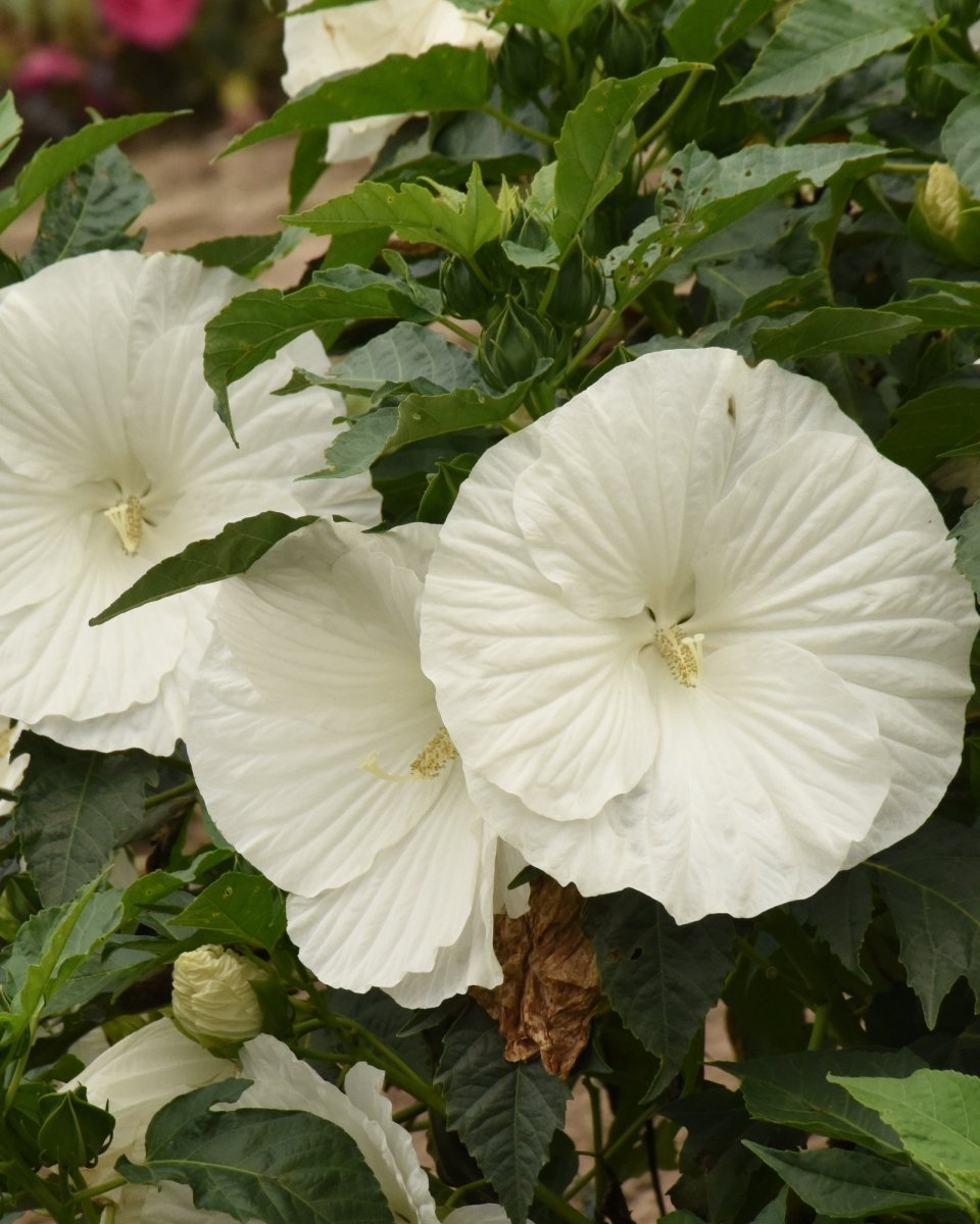 Paraplu Pure White Hibiscus - LandscapeDirect