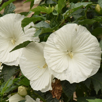 Paraplu Pure White Hibiscus - LandscapeDirect