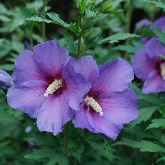 Paraplu Violet Rose of Sharon - LandscapeDirect