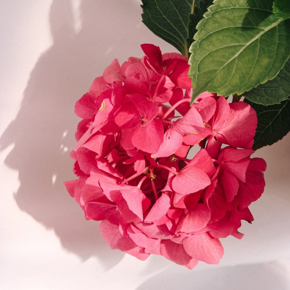 Paris Bigleaf Hydrangea - LandscapeDirect