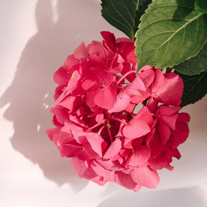 Paris Bigleaf Hydrangea - LandscapeDirect