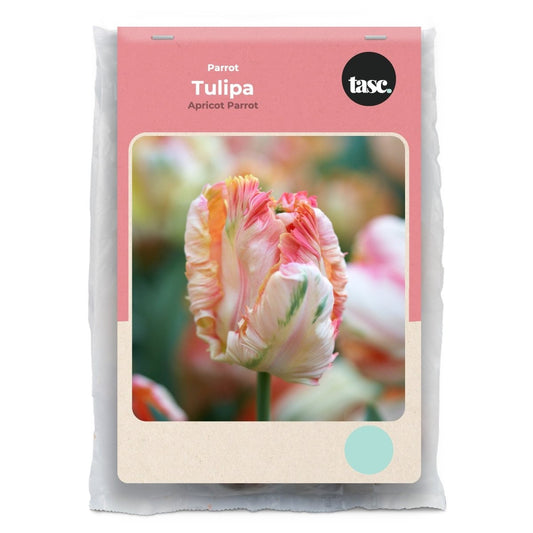 Parrot Apricot Parrot Tulip - LandscapeDirect