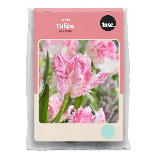 Parrot Cabanna Tulip - LandscapeDirect