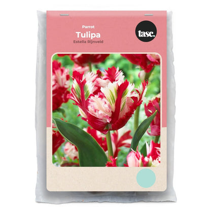 Parrot Estella Rijnveld Tulip - LandscapeDirect