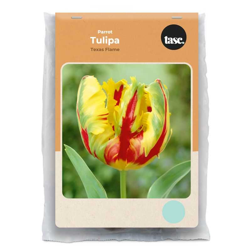 Parrot Texas Flame Tulip - LandscapeDirect