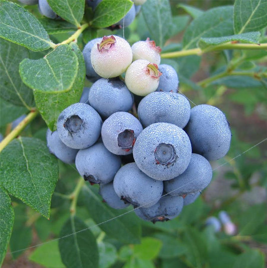 Patriot Blueberry - LandscapeDirect