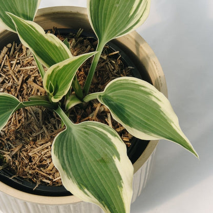 Patriot Hosta - LandscapeDirect