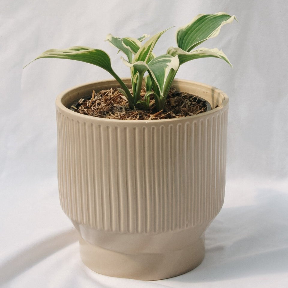 Patriot Hosta - LandscapeDirect