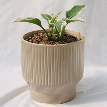 Patriot Hosta - LandscapeDirect