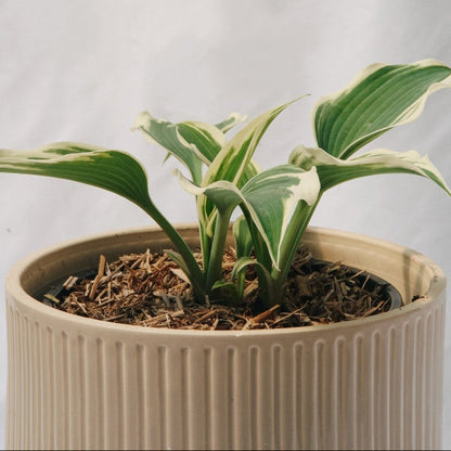 Patriot Hosta - LandscapeDirect