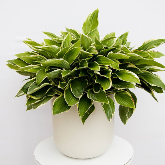 Patriot Plantain Lily - LandscapeDirect