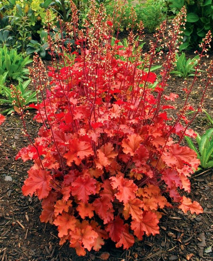 Peach Crisp Coral Bells - LandscapeDirect