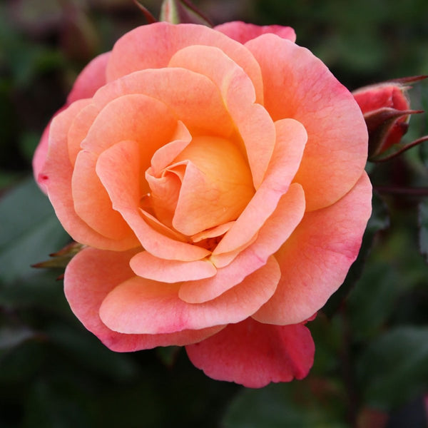 ❤️Peach Rose (ピーチローズ)60g 定価10800円 新品未開封 ❤️ピーチローズ Peach Rose 60g 【新品未開封】 【公式通販】