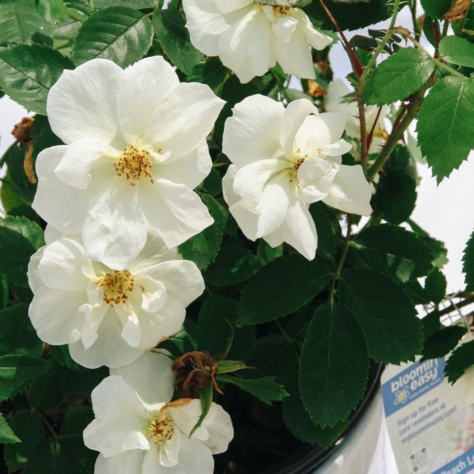Peach Lemonade Rose – LandscapeDirect