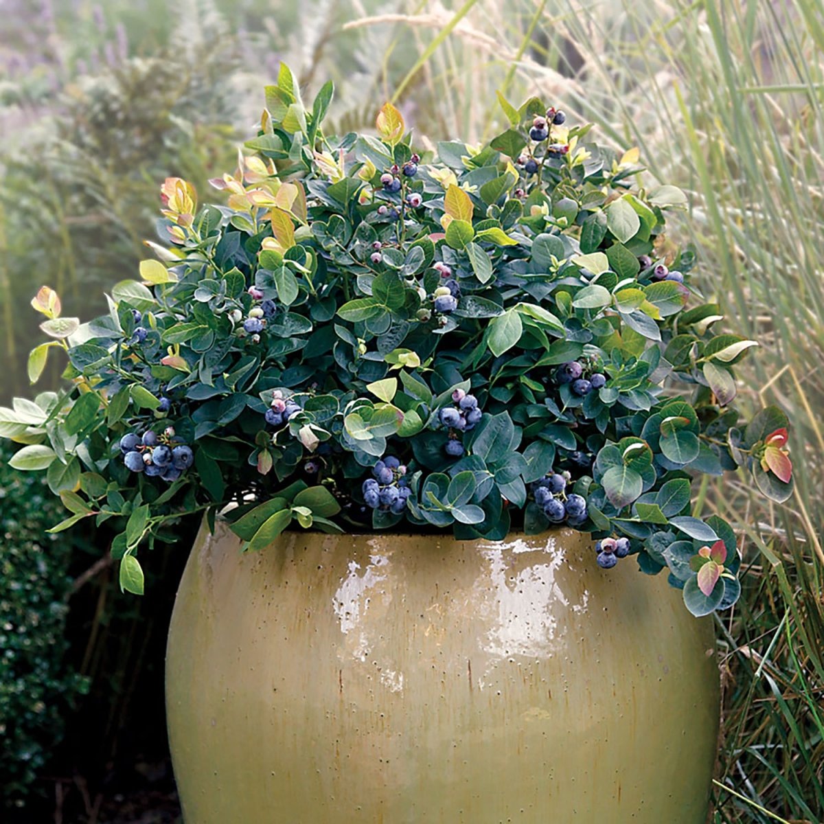 Peach Sorbet Blueberry - LandscapeDirect