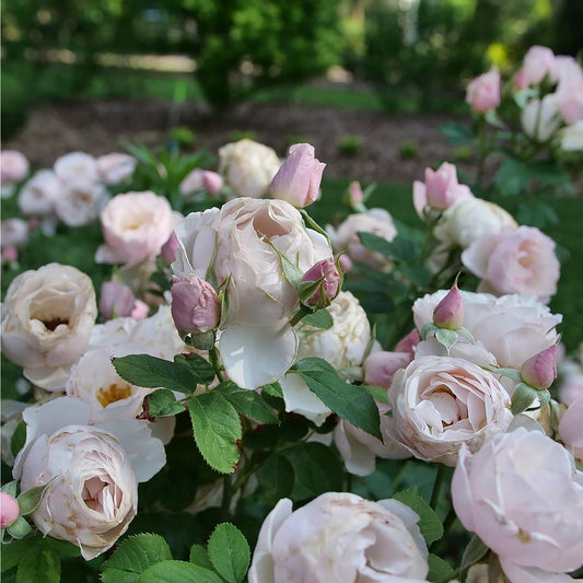 Pear'd Flavorette Rose - LandscapeDirect