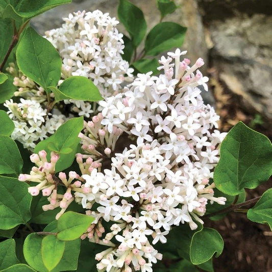Pearl Potion Lilac - LandscapeDirect