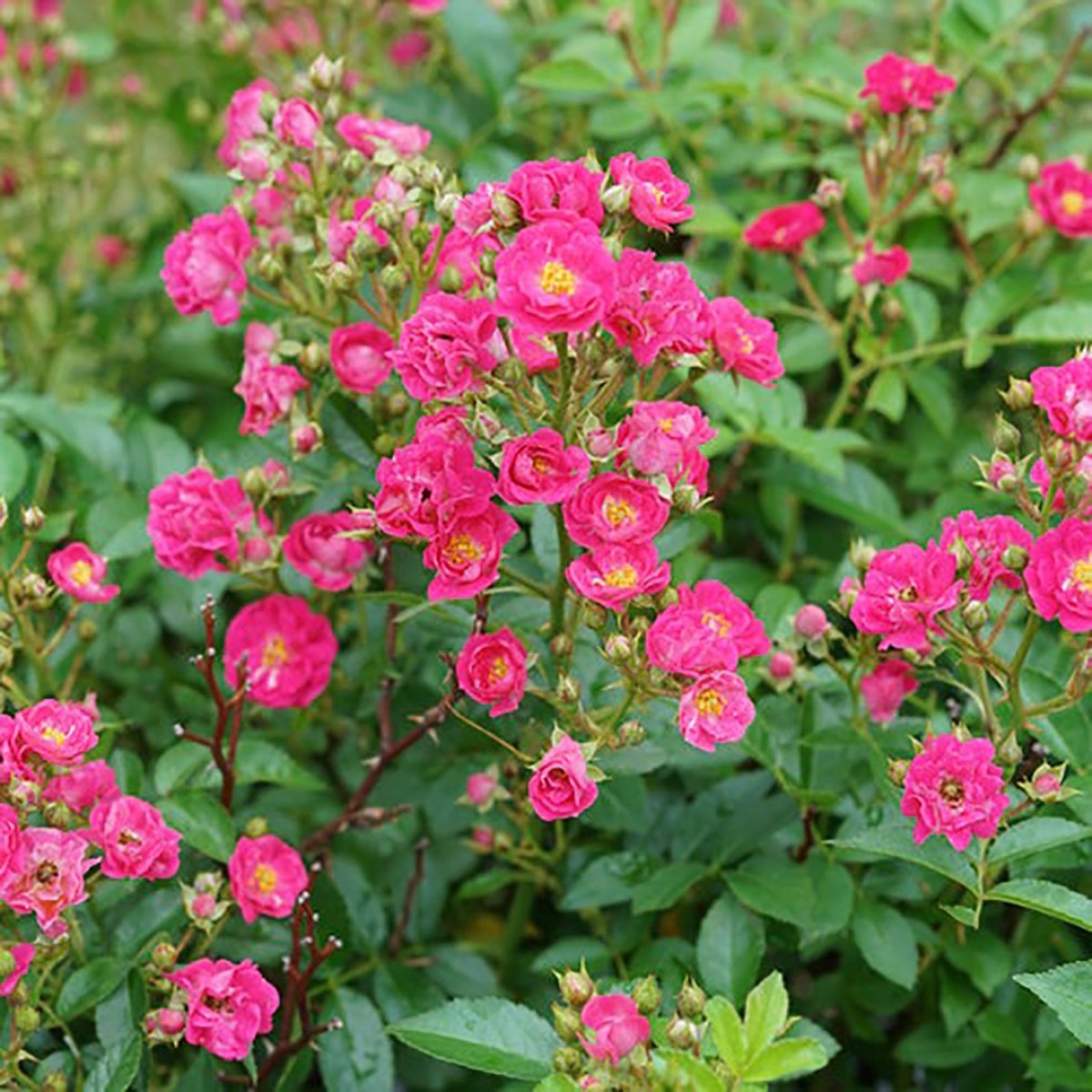 Peasy Rose - LandscapeDirect