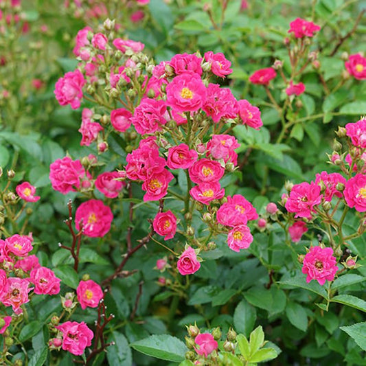 Peasy Rose - LandscapeDirect