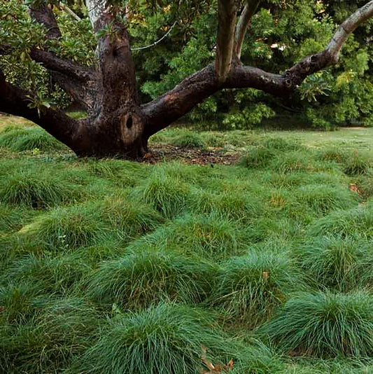 Pennsylvania Sedge - LandscapeDirect