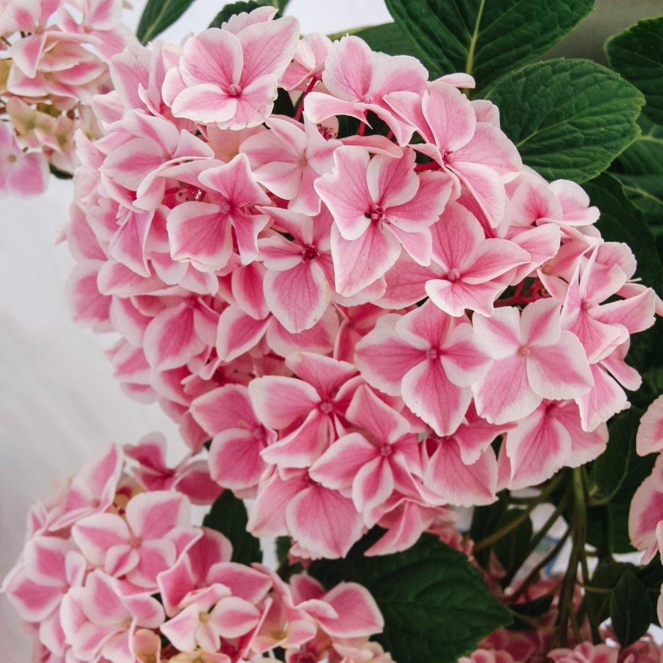 Peppermint Hydrangea - LandscapeDirect