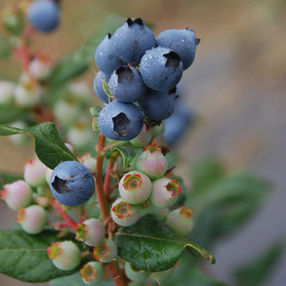 Perpetua Blueberry - LandscapeDirect