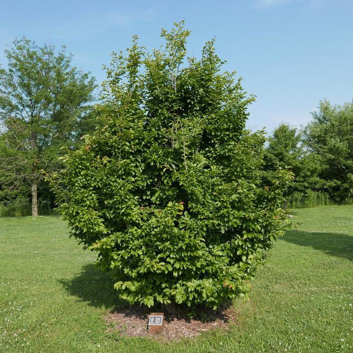 Persian Spire Persian Ironwood - LandscapeDirect