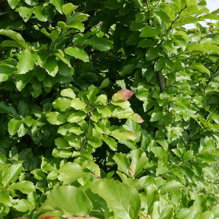 Persian Spire Persian Ironwood - LandscapeDirect