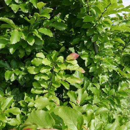 Persian Spire Persian Ironwood - LandscapeDirect