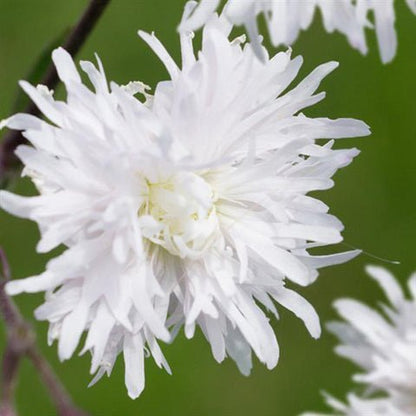 Petite Henri Campion - LandscapeDirect