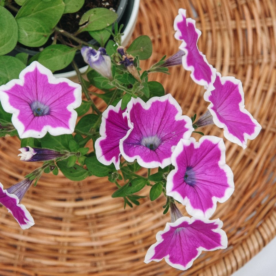 Petunia Supertunia Hoopla Vivid Orchid - LandscapeDirect