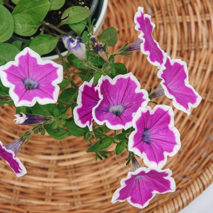 Petunia Supertunia Hoopla Vivid Orchid - LandscapeDirect