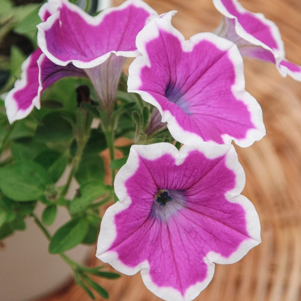 Petunia Supertunia Hoopla Vivid Orchid - LandscapeDirect