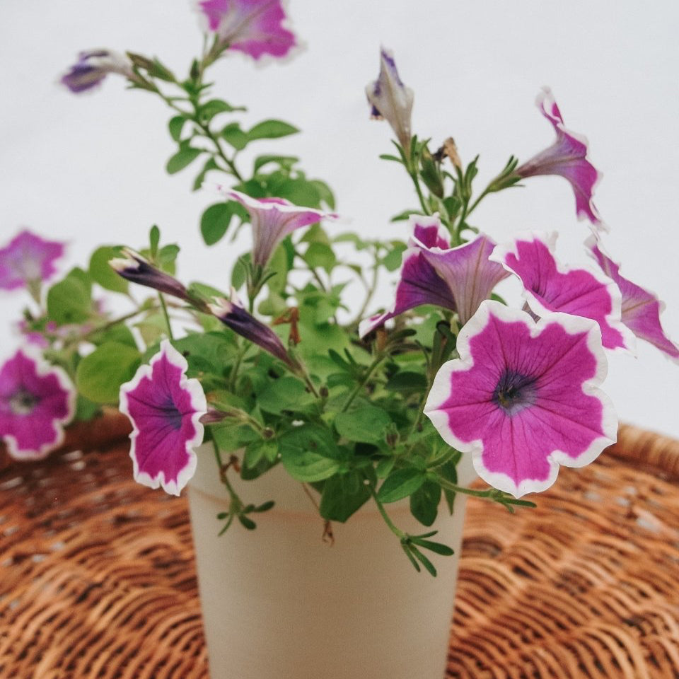 Petunia Supertunia Hoopla Vivid Orchid - LandscapeDirect